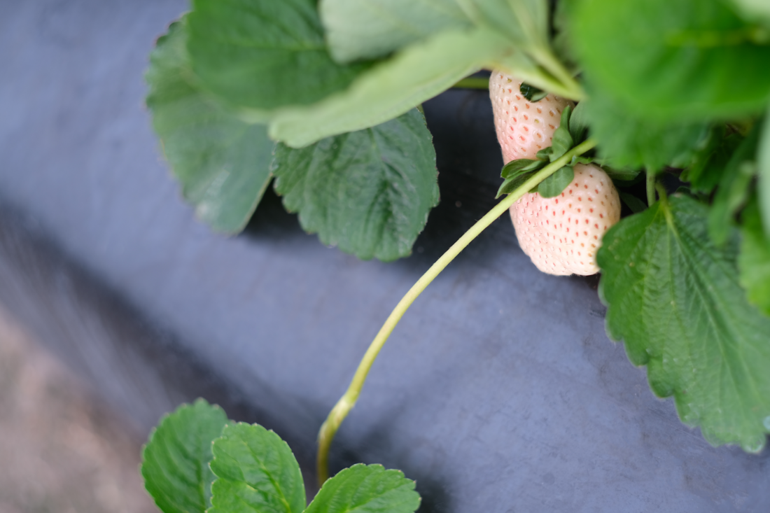Strawberries growing from the plant