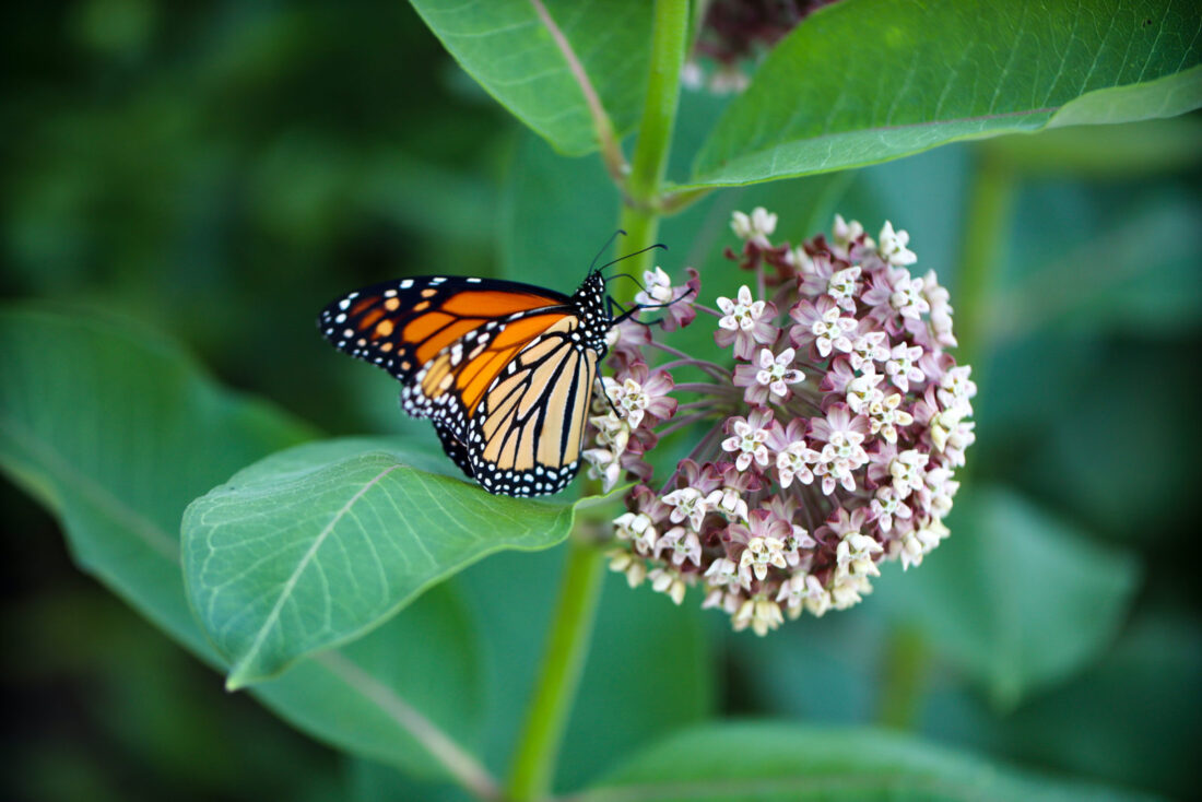 A monarch on a milkweed plant
