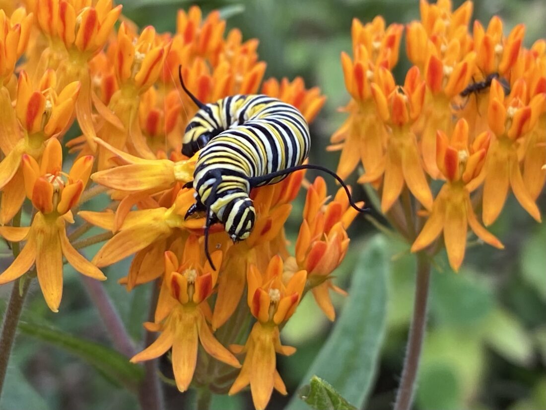 A monarch caterpillar on a milkweed flower.