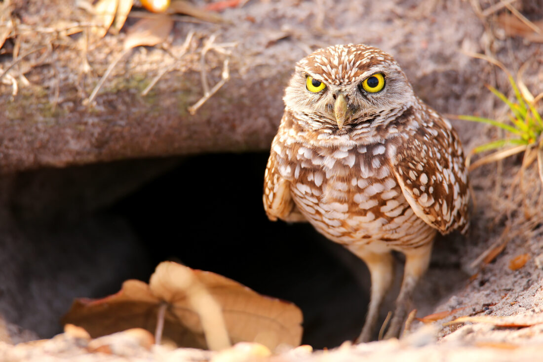 A burrowing owl