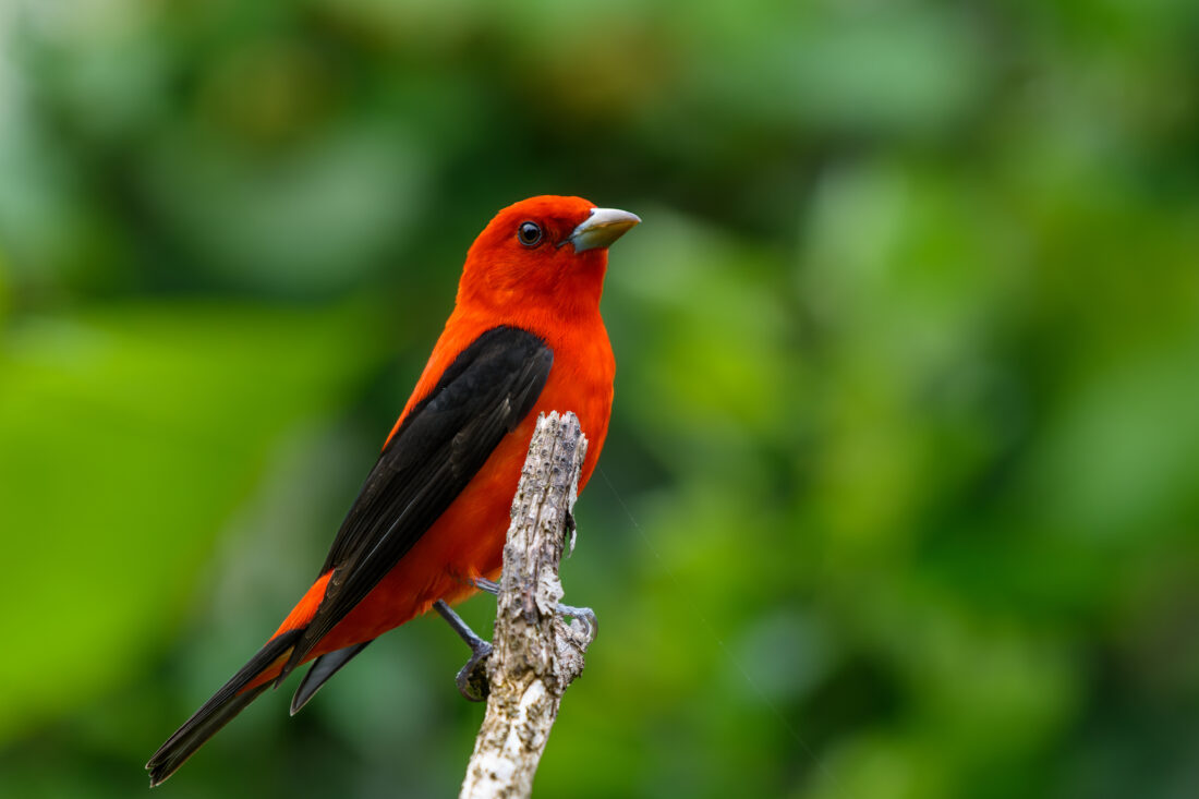 A scarlet tanager