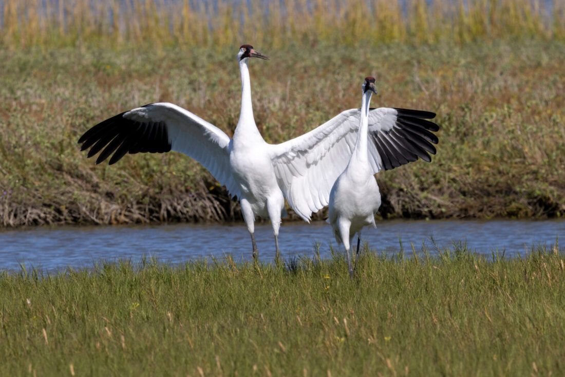 Two whooping cranes