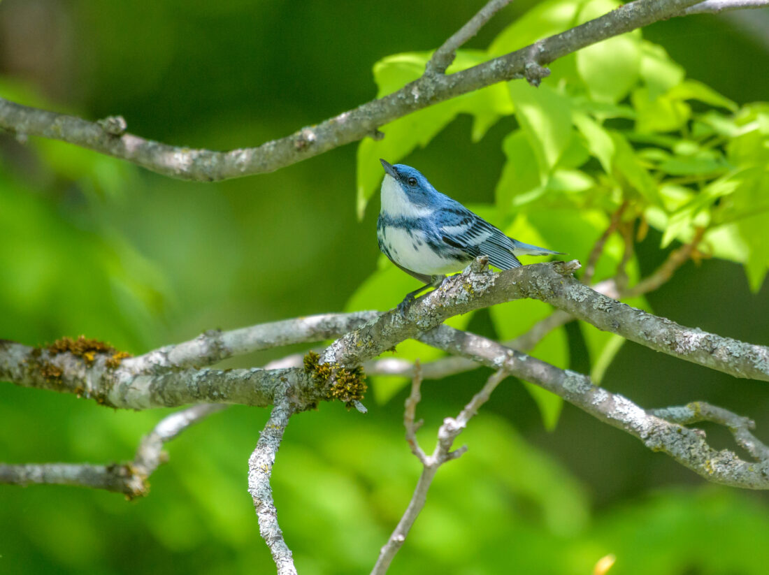 A cerulean warbler
