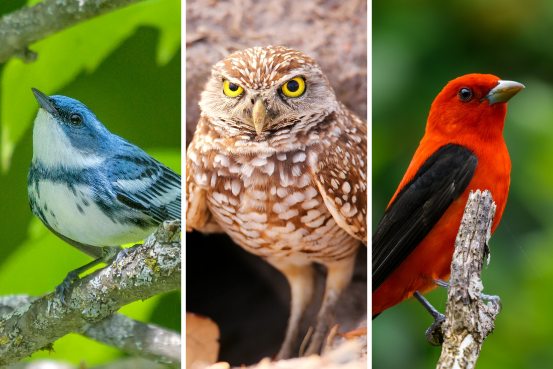 Three photos of birds: cerulean warbler, burrowing owl, scarlet tanager