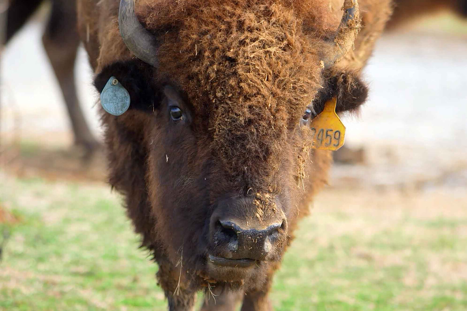 A portrait of a buffalo