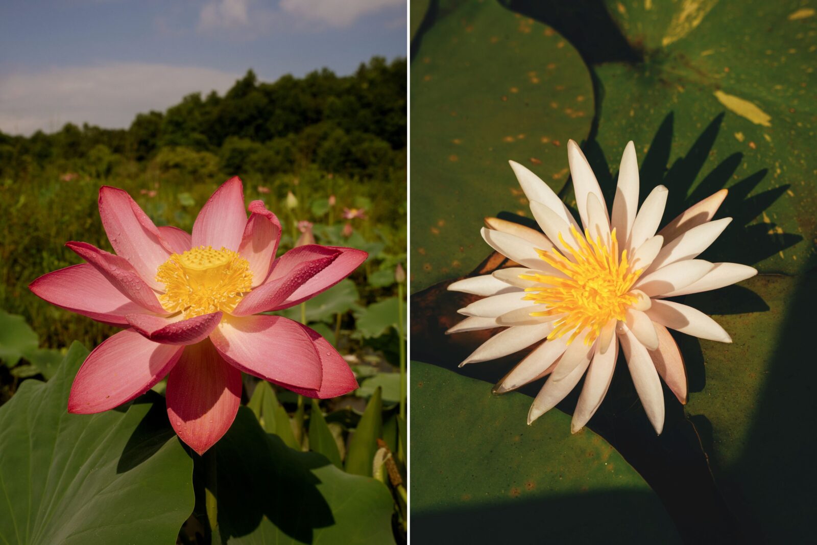 A pink lotus in bloom; a white lotus in bloom