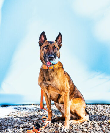 A Belgian Malinois holds a ball in his mouth