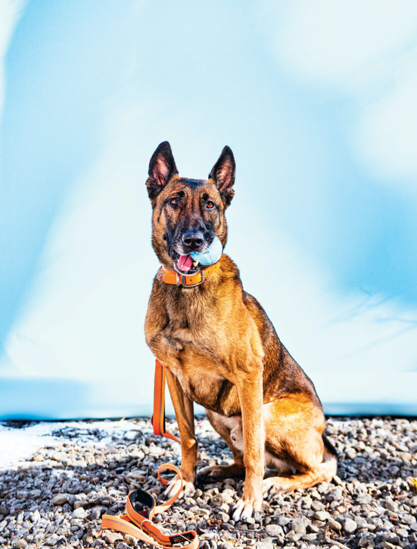 A Belgian Malinois holds a ball in his mouth