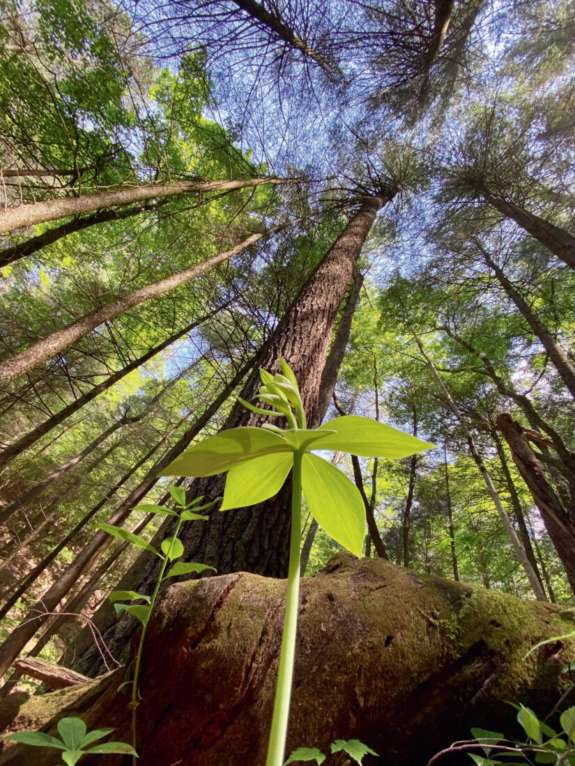 A whorled pogonia orchid on a forest floor