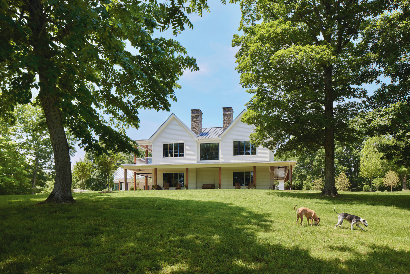 Two dogs walk in front of a white farmhouse with a grassy yard