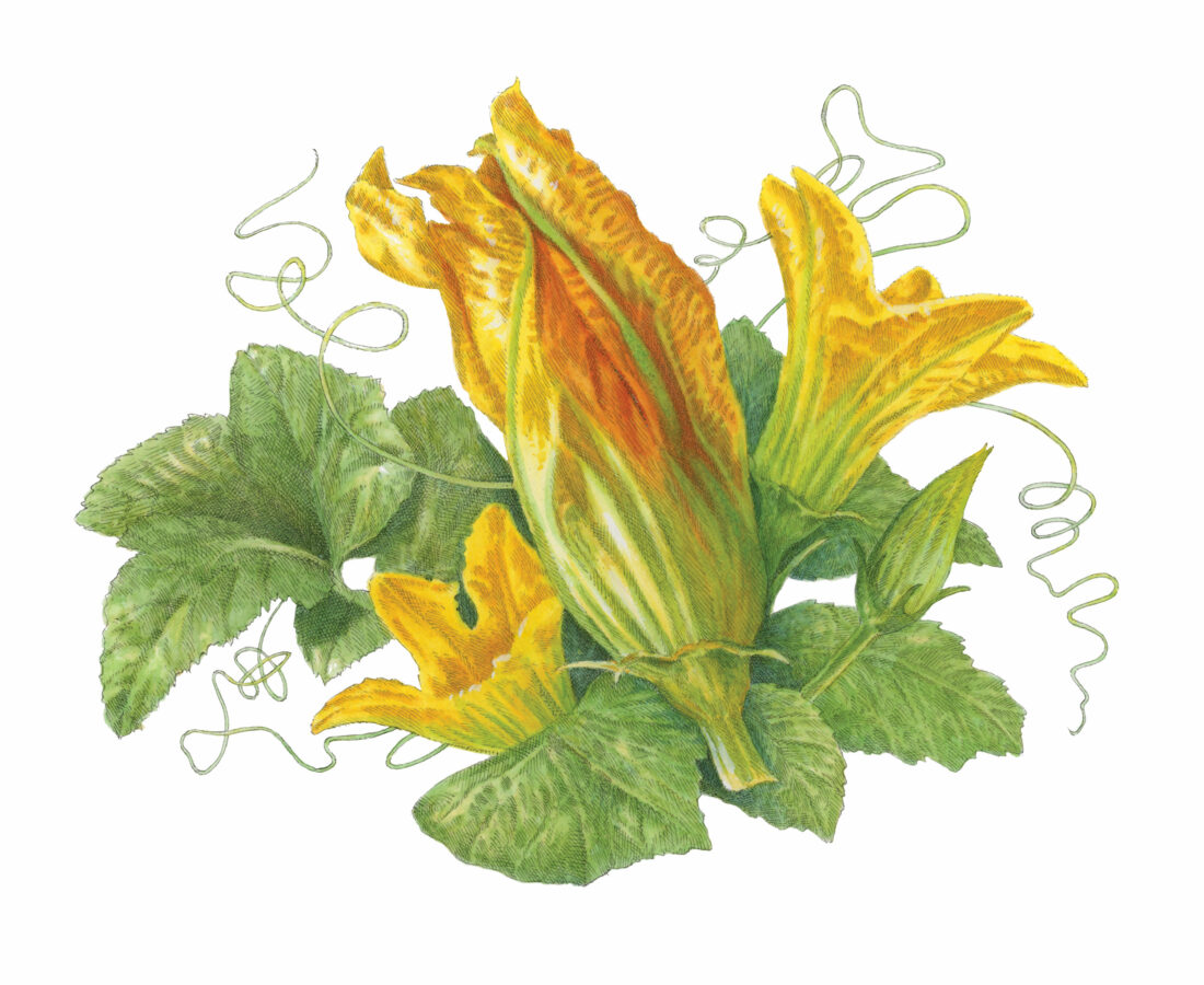An illustration of a squash blossom