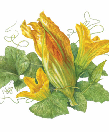 An illustration of a squash blossom