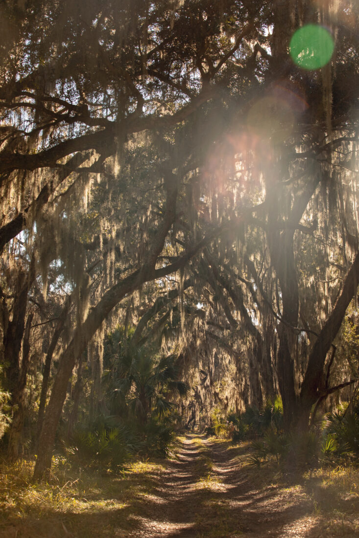 Live oaks line a dirt road