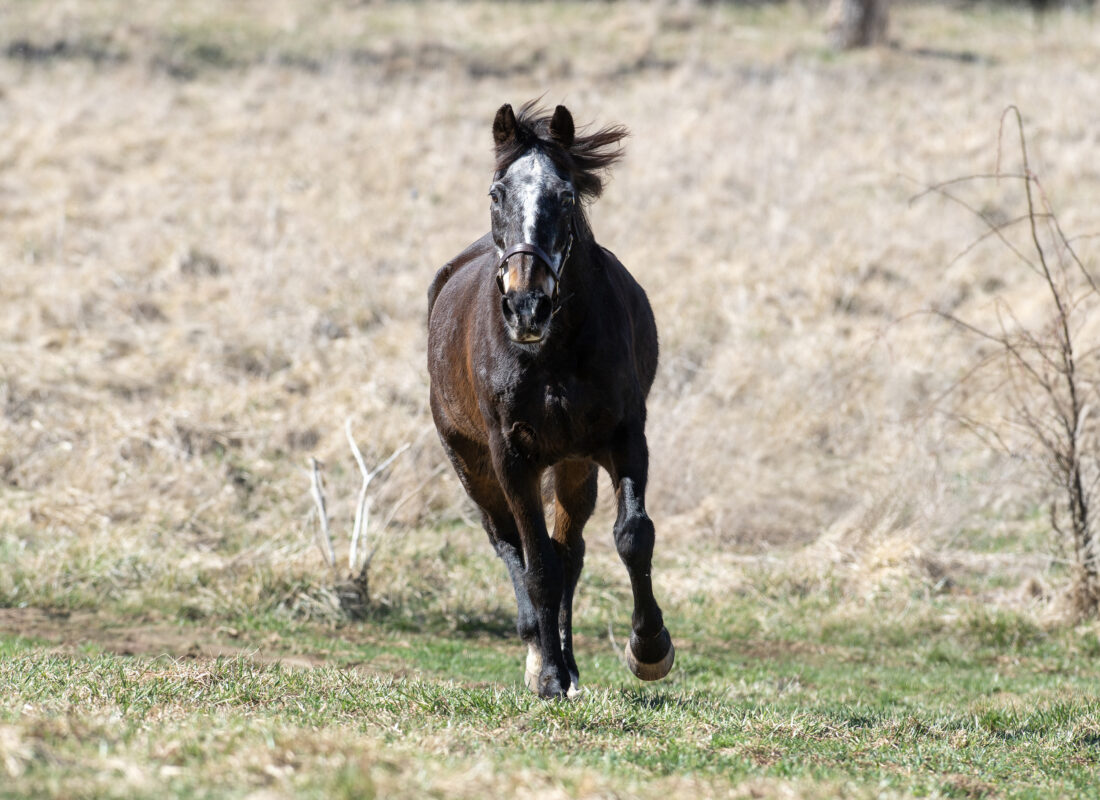 A horse trots in a field
