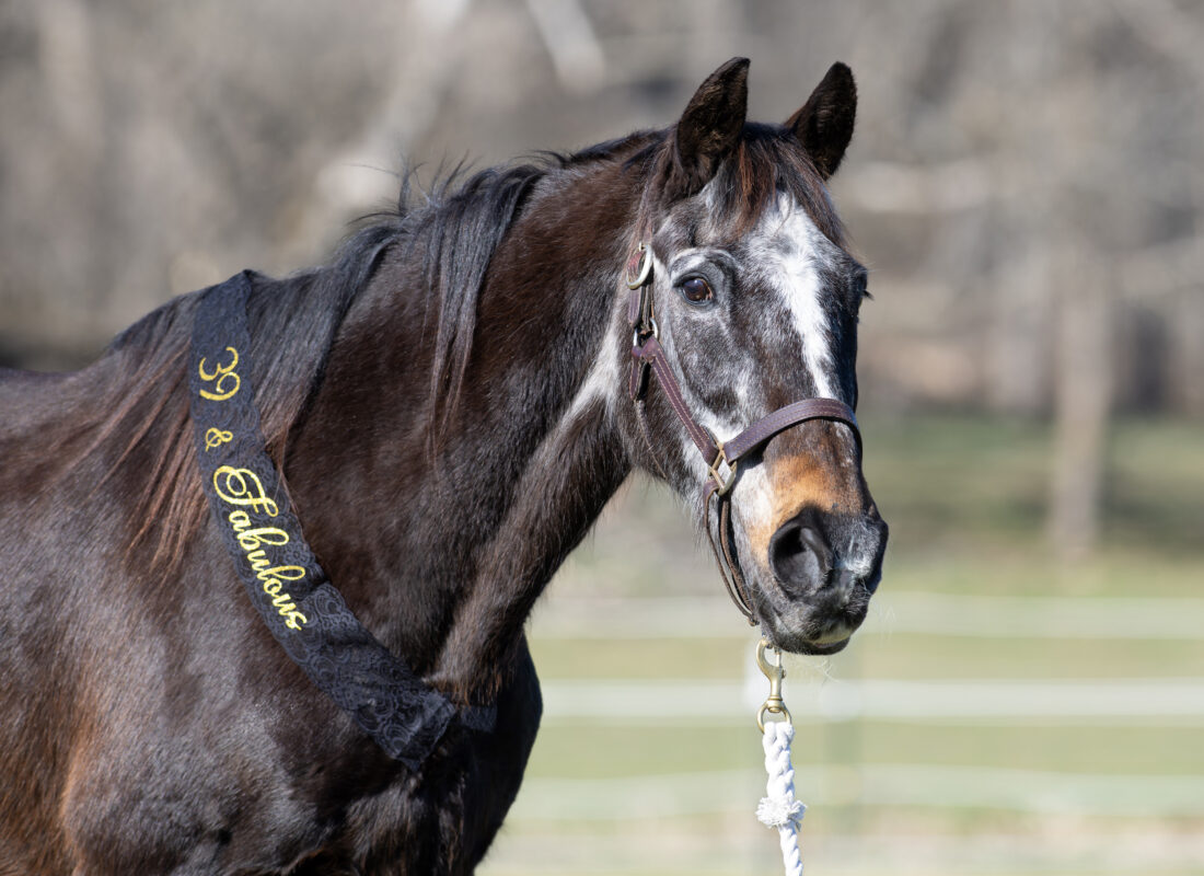 A portrait of a dark horse with a white face