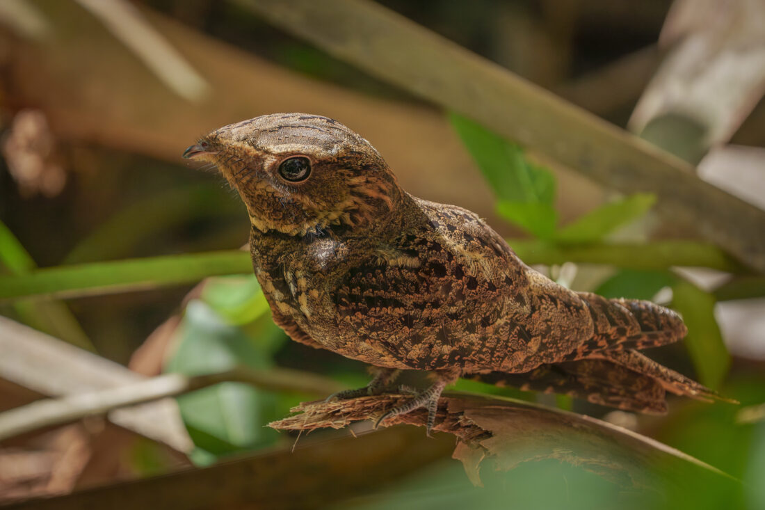 A Chuck-will's-widow on a branch