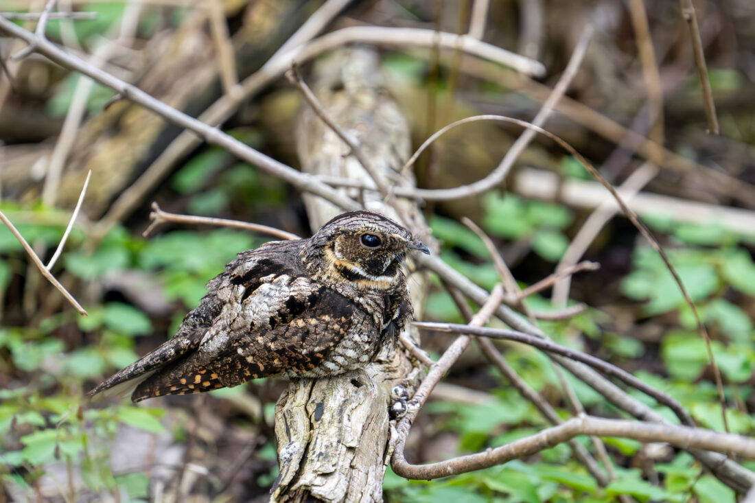 A whippoorwill on a perch in a bog