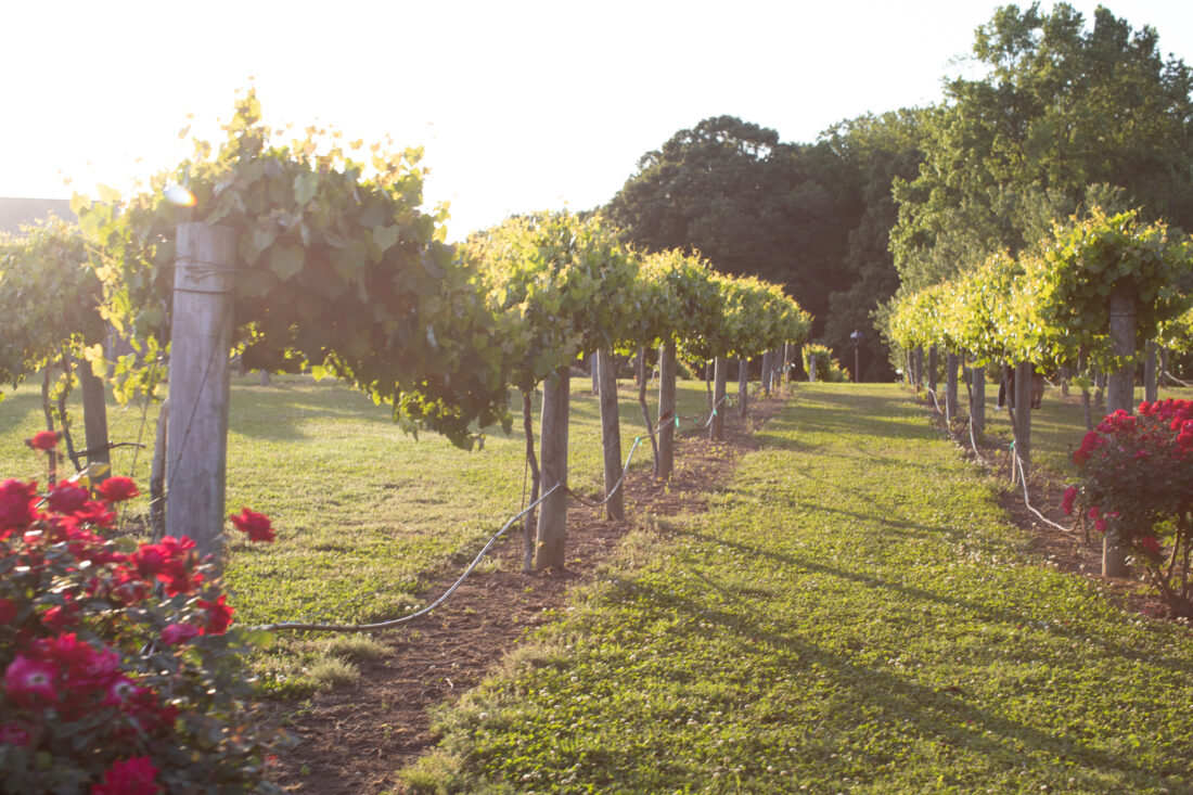 A vineyard