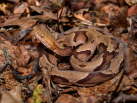 A copperhead