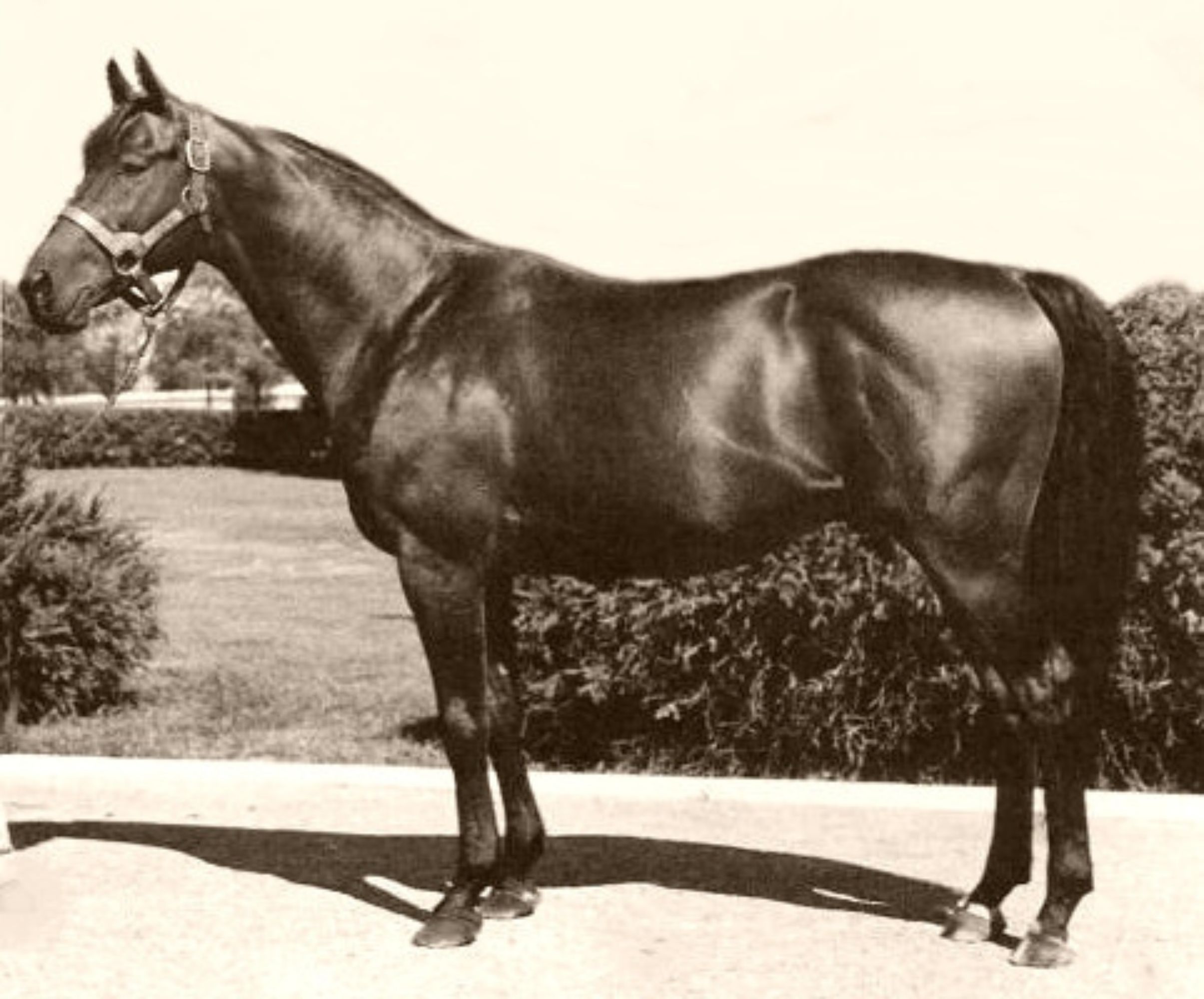 A horse