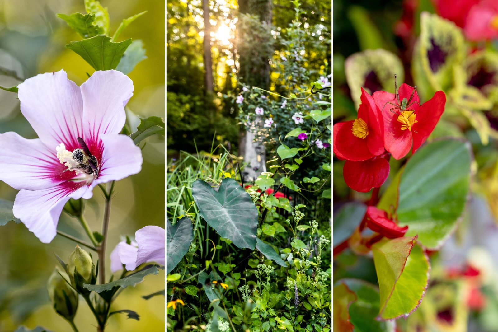 A trio of images of garden flowers