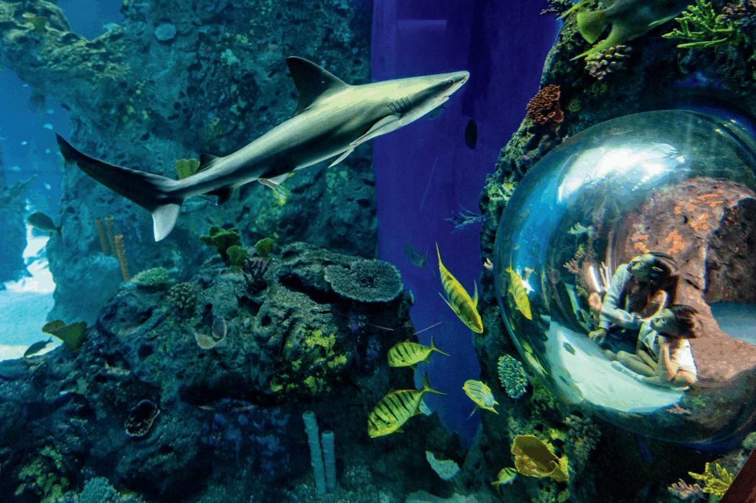 MISSISSIPPI
Discover family fun in Mississippi. Explore the LeFleur Museum District in Jackson, home to four museums, including the Mississippi Museum of Natural Science and the award-winning Mississippi Children’s Museum. Visit the Hattiesburg Zoo for animal encounters and thrilling ropes courses, or dive into aquatic adventures at the Mississippi Aquarium in Gulfport. From history to wildlife, Mississippi has something for everyone.
VisitMississippi.org
@VisitMS