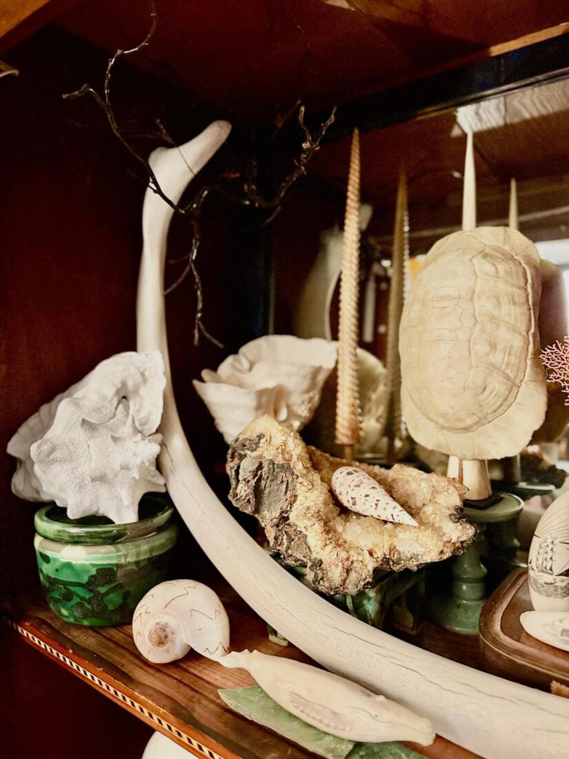 A shelf with bones and shells