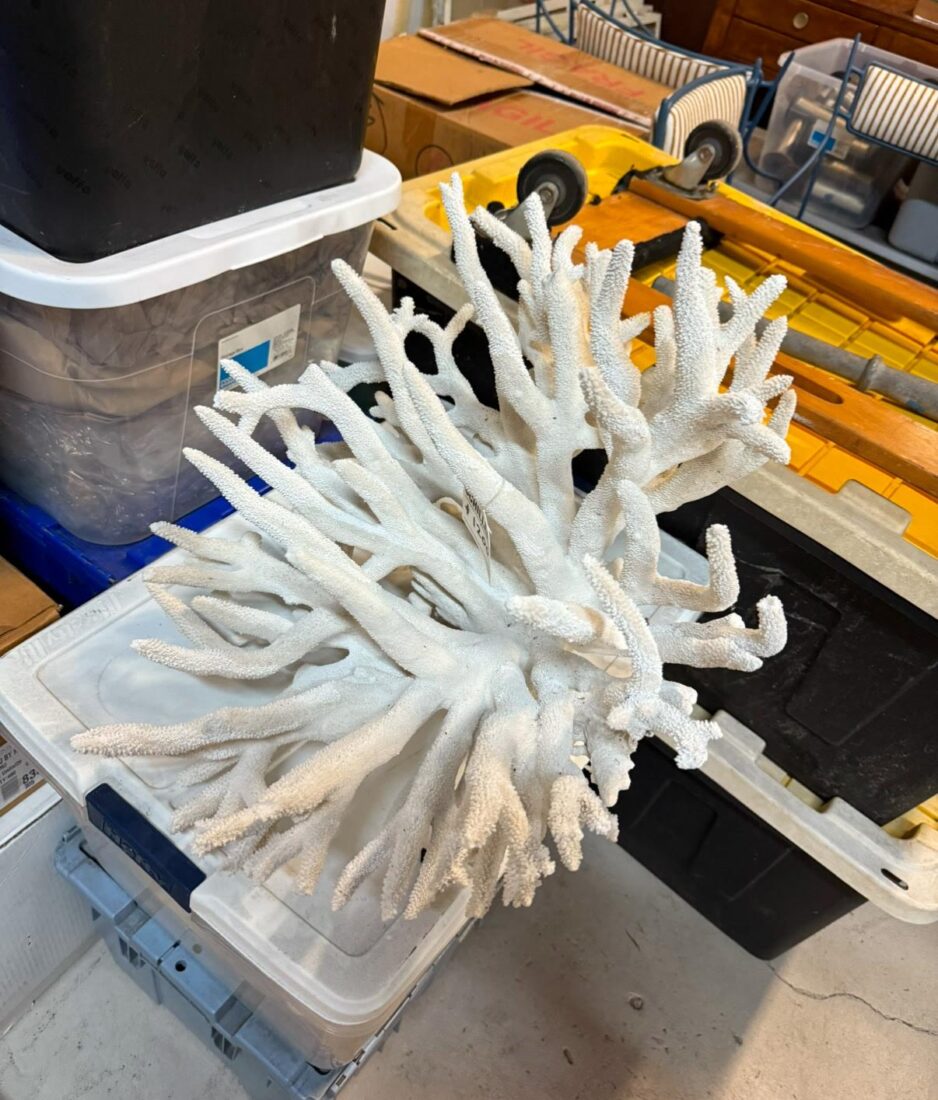 Bleached coral in a yard sale