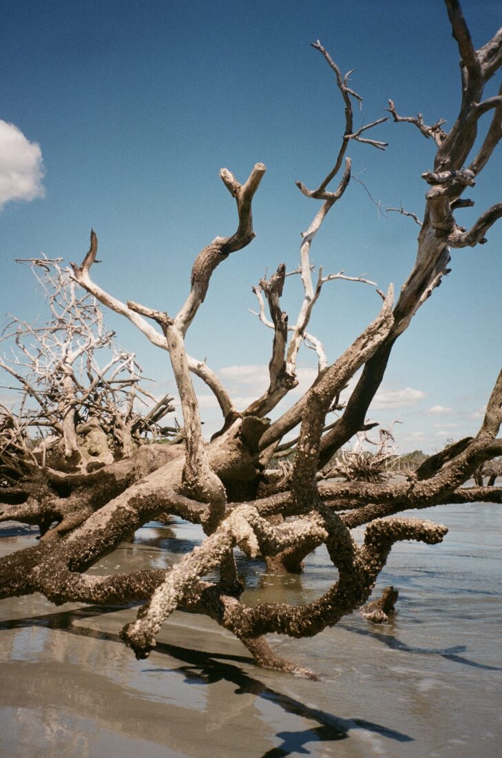 A boneyard beach