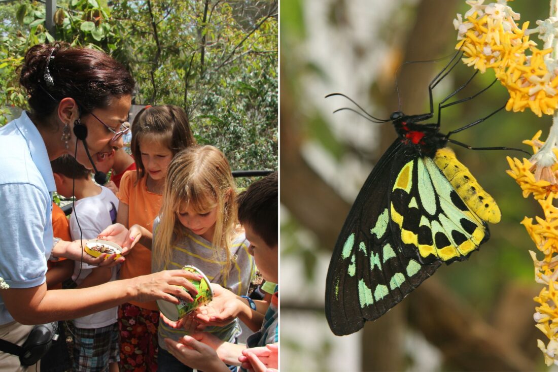 Two photos: ladybugs being released, a butterfly
