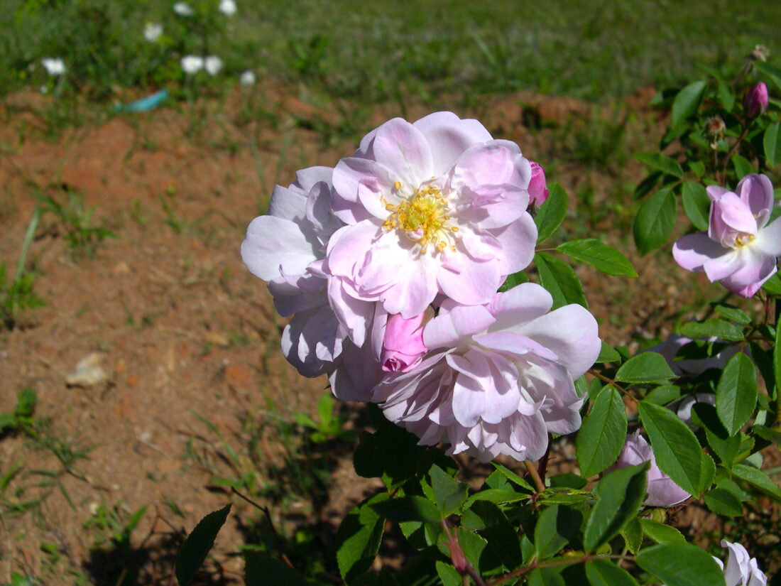 A rose