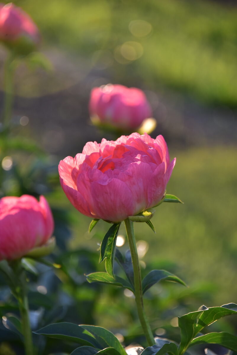 Peonies in bloom