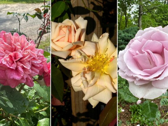 A collage of different blooms of roses