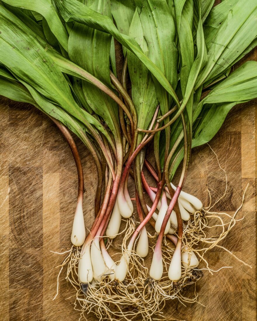 Wild garlic