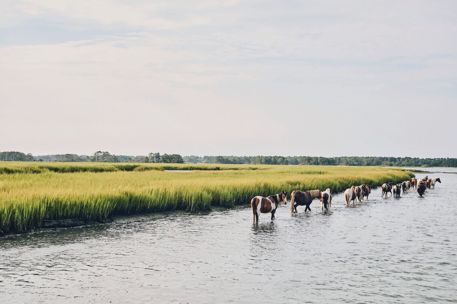 Ponies in a marsh landscape