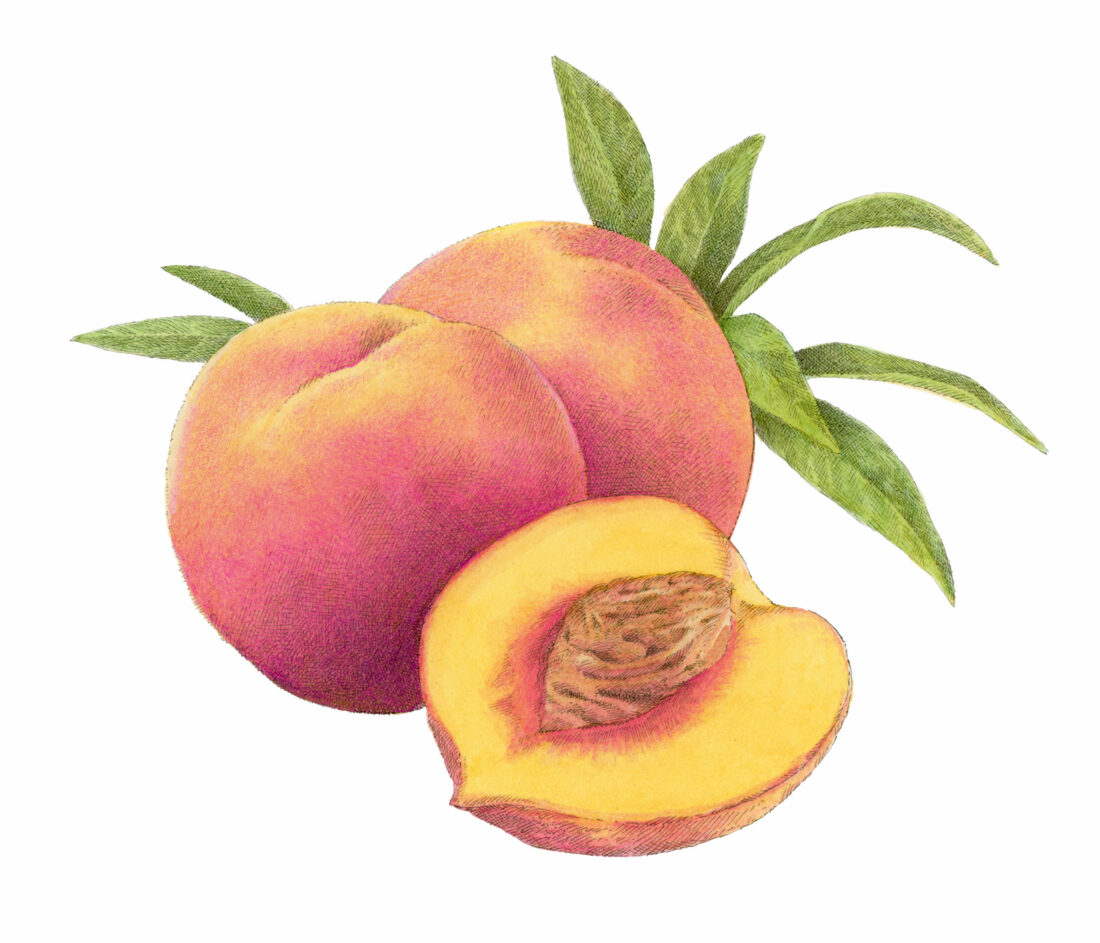 An illustration of a peach