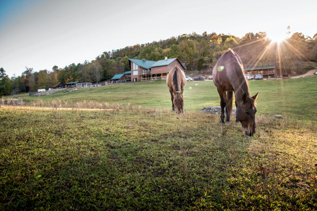 Horses graze at a ranch