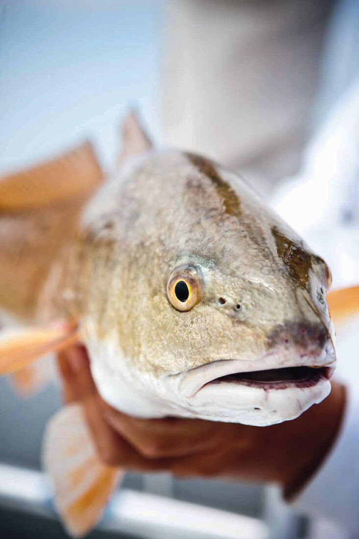A redfish