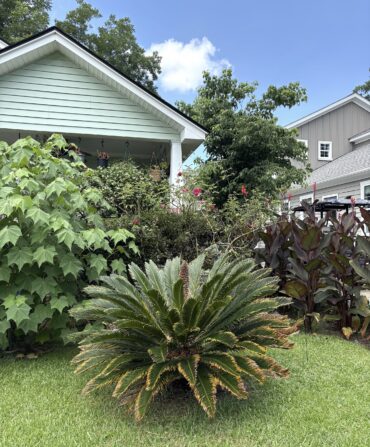 A sago palm