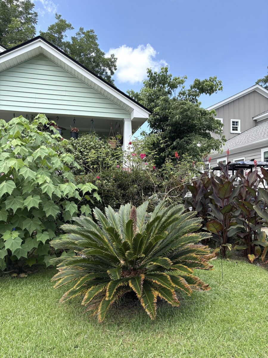 A sago palm