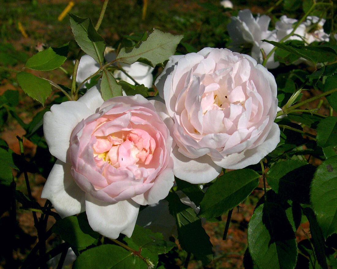 A pink rose