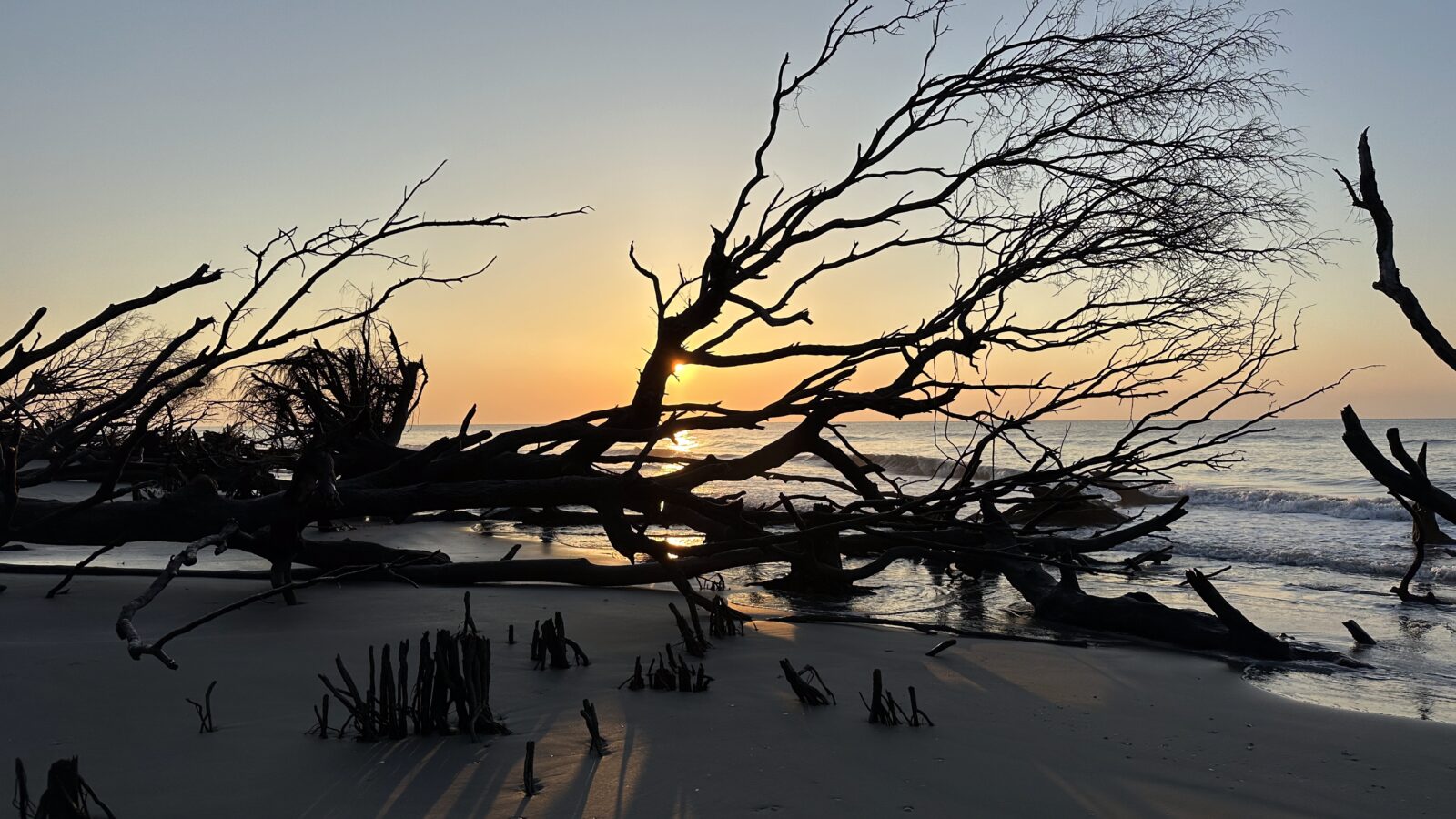 The remnants of a tree toppled over on a beach at sunrise