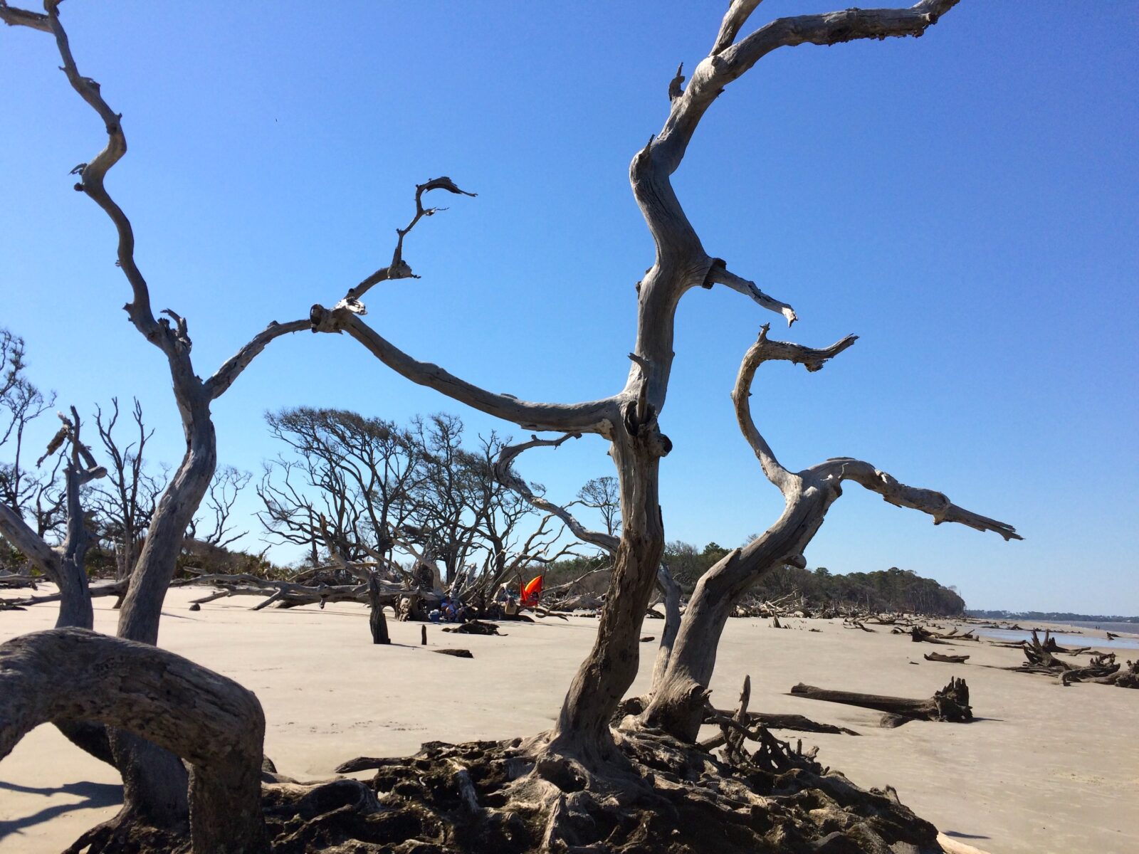 A boneyard beach