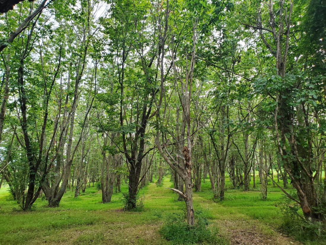 a grove of American chestnuts