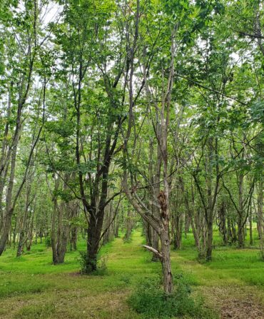 a grove of American chestnuts