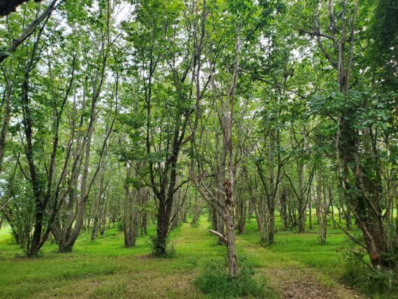 a grove of American chestnuts