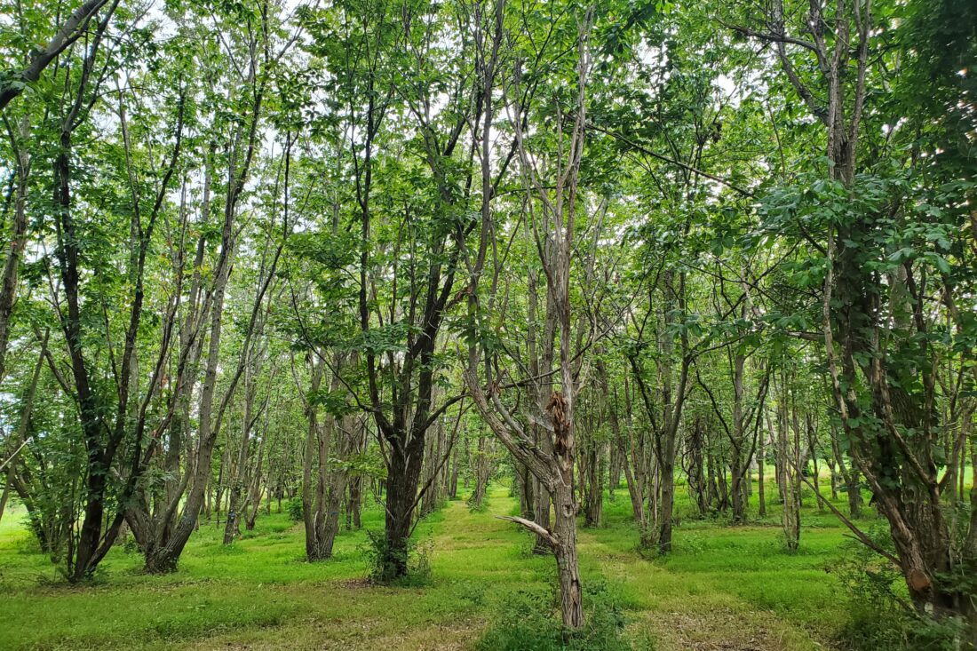 a grove of American chestnuts