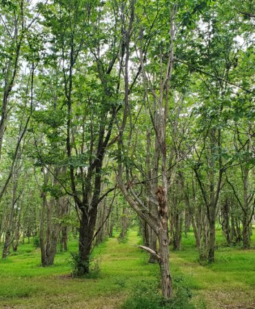 a grove of American chestnuts