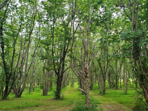 a grove of American chestnuts