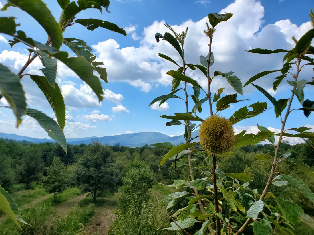 a chestnut tree burr in Lesesne State Forest